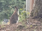 « On n’avait pas prévu que les ânes se prennent pour des cambrioleurs » : deux wallabies s’échappent de leur enclos dans le Puy-de-Dôme