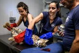 Quatre lynx relâchés dans le Jura après des mois de soins