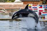 « Il y a urgence » : les orques de Marineland désormais attendues à Tenerife