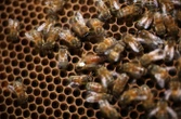 Un homme meurt tué par un essaim d’abeilles après avoir heurté leur ruche avec sa tondeuse à gazon