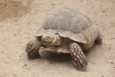 Le pilote d’un avion qui s’est écrasé aux États-Unis voulait éviter une tortue sur la piste