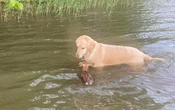 Etats-Unis : Harley, le chien qui «travaille» dans des maisons de retraite, sauve un faon de la noyade