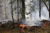 DIRECT. Incendies : les feux sont « fixés » dans la forêt de Fontainebleau, quatre gardes à vue encore en cours