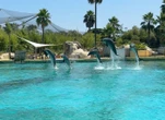 Marineland veut transférer ses derniers dauphins en Espagne