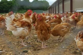 Le succès des ventes de poules réformées dans l’Oise : des milliers d’animaux sauvés de l’abattoir en cinq ans