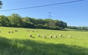 « Il faut qu’une solution soit trouvée » : après un legs, le village se retrouve avec plus de 200 moutons sur les bras