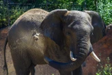 Deux touristes tuées par un éléphant lors d’un safari dans un parc national zambien