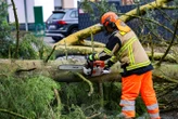 « Vue imprenable sur l’océan » : il abat 16 arbres sur le terrain de sa voisine pour offrir une meilleure vue à sa maison