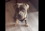 « Leur amour inconditionnel peut être vital » : un chien amène un passant jusqu’à ses maîtres inconscients