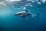 Une fillette de 9 ans survit miraculeusement à une attaque de requin qui lui a presque coûté la main en Floride