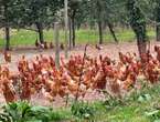 Dans ses vergers du Calvados, ses poules médaillées d’or font le bonheur des gourmets