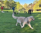 Paris : pourquoi plus de 200 chiens vont défiler sur les Champs-Élysées ce dimanche ?