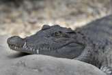 À cause d’un alligator, une livreuse de pizza demande à la police de Floride d’apporter la commande à sa place