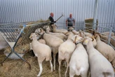 Pour sa deuxième édition, la fête de l’agriculture de Perpignan se fera sans vache, mais pas sans ambition