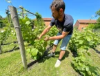 Cinq bons plans dans l’Aube pour profiter des vignes de champagne autrement