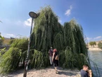 Âge, dimensions, esthétique… découvrez la carte interactive des arbres remarquables à voir à Paris