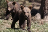 Abandonné par sa mère à l’âge de 2 mois, cet ourson est élevé par des humains déguisés en ours