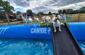 Une piscine pour chiens dans l’Allier : « Entre les points d’eau interdits ou infestés de bactéries, c’était compliqué »