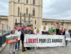 A la fête médiévale de Saint-Maur, les spectacles de fauconnerie font débat