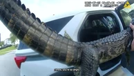 « Il n’y a qu’en Floride que ça arrive » : un adjoint au shérif se filme sortant un alligator d’une piscine à mains nues