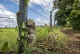 « Wildlife Photographer of the Year 2025 » : le cliché de paresseux de ce photographe de Chartres est l’une des images de l’année