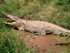 Un père de quatre enfants se fait attaquer par un crocodile, il est dévoré sous les yeux des passants