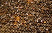 Cantal : les abeilles qui avaient attaqué des habitants d’Aurillac vont être « euthanasiées »