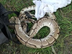 « Il n’aurait pas tenu bien plus longtemps dehors » : le python d’1,70 m qui s’était échappé de son terrarium a été retrouvé en Charente-Maritime