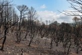 Charente : un incendie détruit plus de 200 hectares de végétation, le trafic TGV perturbé entre Paris et Bordeaux