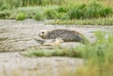 « C’est bon signe » : deux bébés phoques rejoignent la colonie de l’estuaire de l’Orne