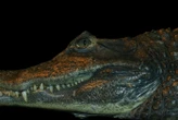 Roubaix : le reptile retrouvé mort dans un canal n’était pas un crocodile mais un caïman à lunettes