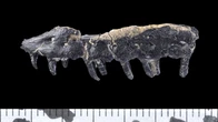 Un fossile de lézard-crocodile vieux de 83 millions d’années baptisé du nom d’une commune de l’Hérault !