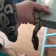 Python échappé à Morsang-sur-Orge : « Pas dangereux, ni venimeux », rassure le propriétaire