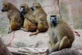 Douze babouins abattus dans un zoo allemand désormais pris pour cible par des militants de défense des animaux