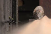 « Il était en sang » : un enfant de deux ans attaqué par un rat « de la taille d’un chat » dans sa chambre au Havre