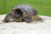 « Vorace et opportuniste » : alerte à la tortue serpentine, espèce invasive, dans le canal du Midi