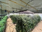 Issy-les-Moulineaux : le cannabis poussait dans un sous-sol, 268 pieds saisis et cinq hommes arrêtés