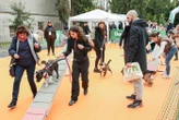 Sports canins, ateliers d’éducation, conférences… Animal expo, un salon qui a du chien mais pas que