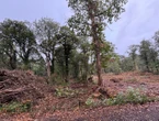 Après la destruction de 13 ha de forêt « pas entretenue » dans le Finistère, des riverains dénoncent des coupes excessives