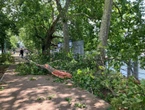 « 500 à 1000 arbres cassés ou déracinés » à Paris : la Ville appelle les passants à la plus grande vigilance