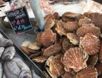 « Les prix, c’est n’importe quoi ! » : la saison de la coquille Saint-Jacques commence