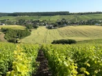 Aube : sur le Plateau de Blu, une randonnée au milieu une mer de vignes champenoises renommées