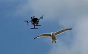 « Ne rien faire est impossible si on veut pouvoir cohabiter » : Mers-les-Bains utilise des drones pour stériliser les œufs de goélands