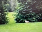 « Sans aucune hésitation »... A Poissy, le loup du golf de Béthemont est en réalité un chien !