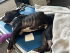 Tyson, un chien de trois ans, affamé jusqu’à la mort : condamné, son maître échappe à la prison
