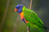 « J’avais une perruche qui se masturbait tout le temps » : les pratiques sexuelles solitaires sont « naturelles » chez les oiseaux, révèle une étude