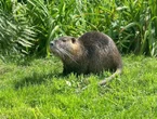 Chez Monet, les ragondins ne sont pas les bienvenus !