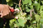 Avec près de 1,3 milliard de bouteilles en caves, la Champagne va vendanger moins pour réduire son stock