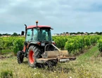 « Ça nous protège » : les pineaux des Charentes de Ré et Oléron obtiennent une mention complémentaire à l’AOC