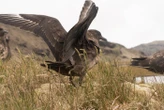 Grippe aviaire : un premier cas de grippe H5 détecté en Australie